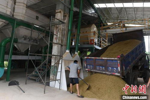 广西启动“百万农机促双抢”活动，早稻机收面积突破822万亩，农机服务成效显著