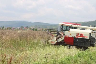 油菜机械化收割 路口镇助推农业增效农民增收